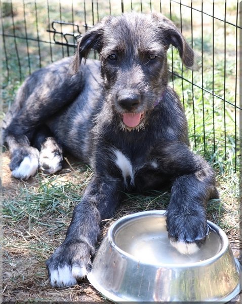 18_08_2588_10.5weeks